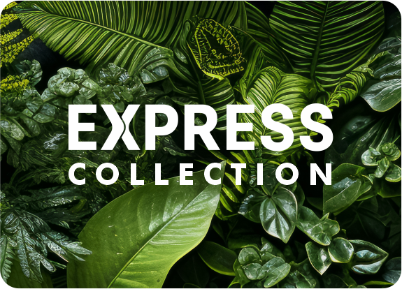 Express Collection