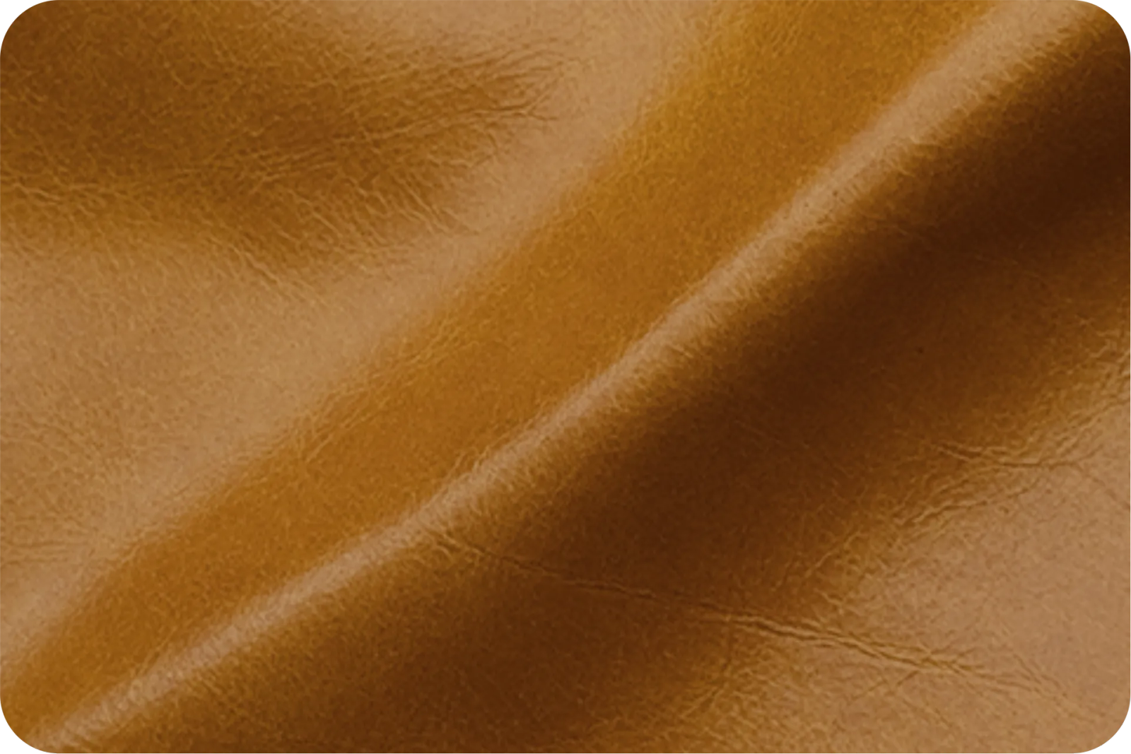 Polo Collection Main